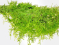Preview: Javamoos - Taxiphyllum barbieri in vitro